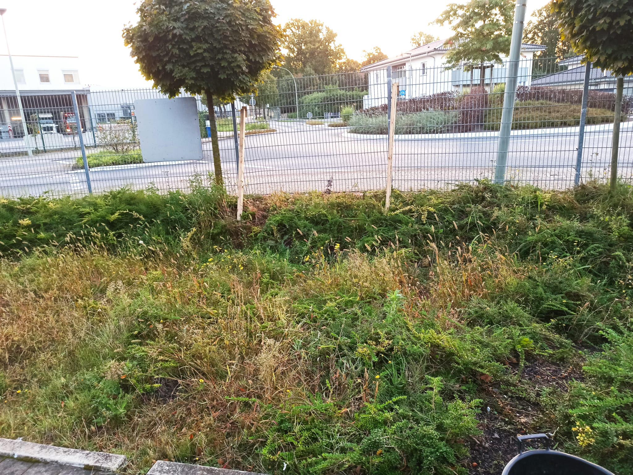 strauchschnitt